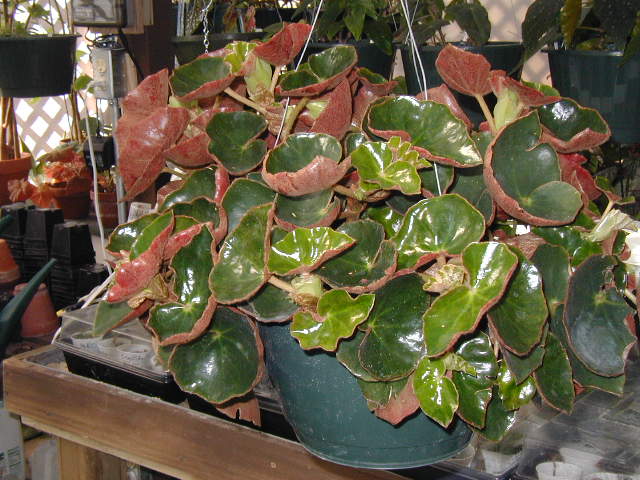B. ‘Venepi’